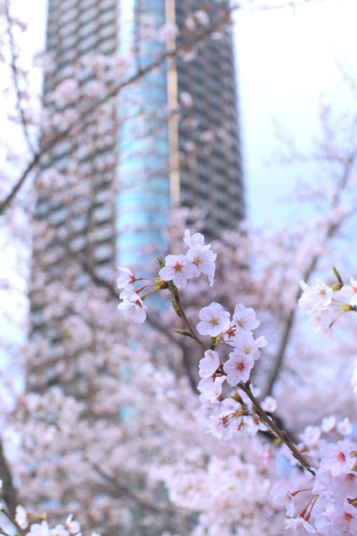 ミッドタウン桜
