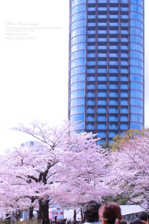 ミッドタウン桜