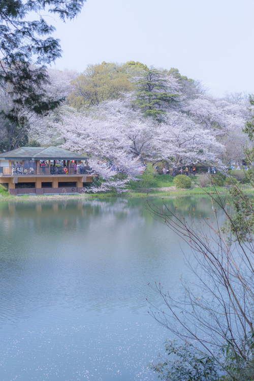 三ッ池公園 桜