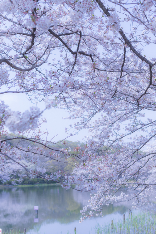 三ッ池公園 桜