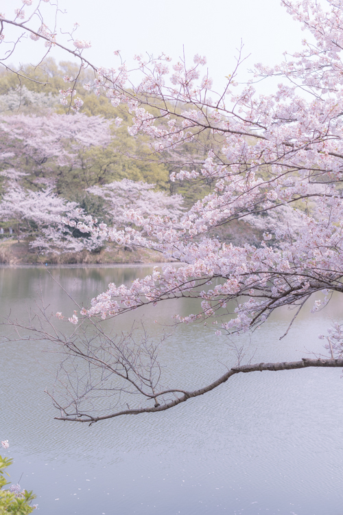 三ッ池公園　桜