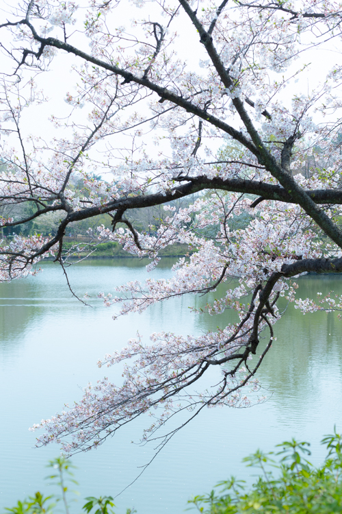 三ッ池公園　桜