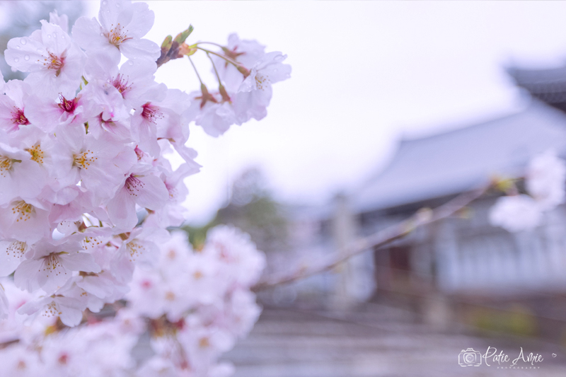 京都に桜を見に行ってきました
